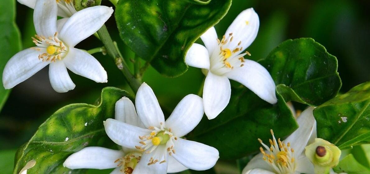 Neroli pomaže u uklanjanju paučinastih vena